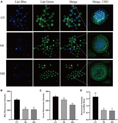 Melatonin Modulates Lipid Metabolism in Porcine Cumulus–Oocyte Complex via Its Receptors